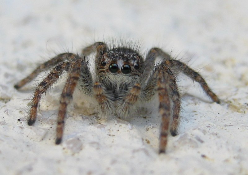 Philaeus chrysops